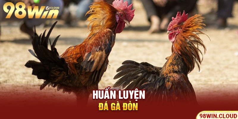 Huấn luyện đá gà đòn