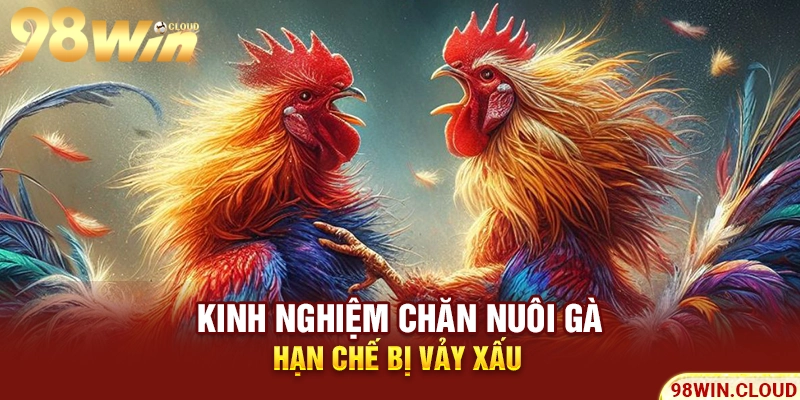 Kinh nghiệm chăn nuôi gà hạn chế bị vảy xấu