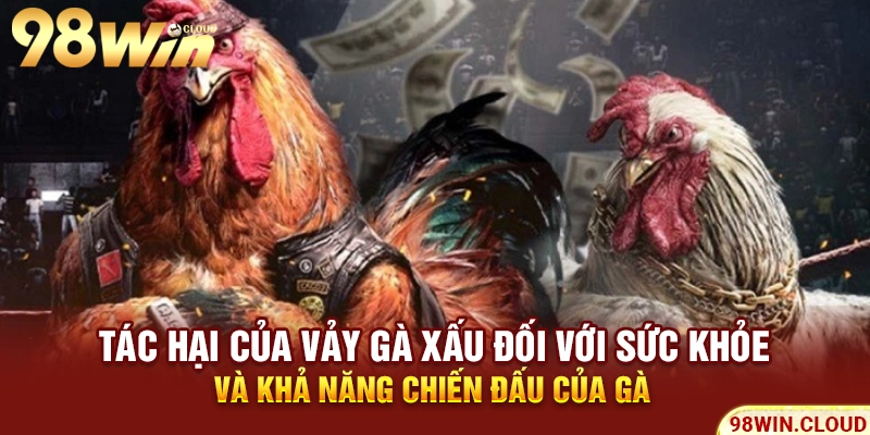 Tác hại của vảy gà xấu đối với sức khỏe và khả năng chiến đấu của gà